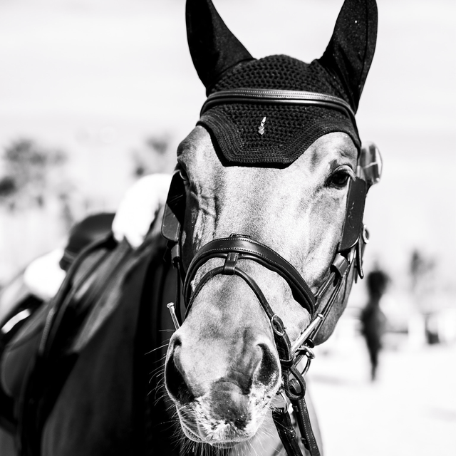EQUI CHARM PÉPITE 